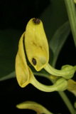 Aristolochia clematitis RCP6-09 067.jpg